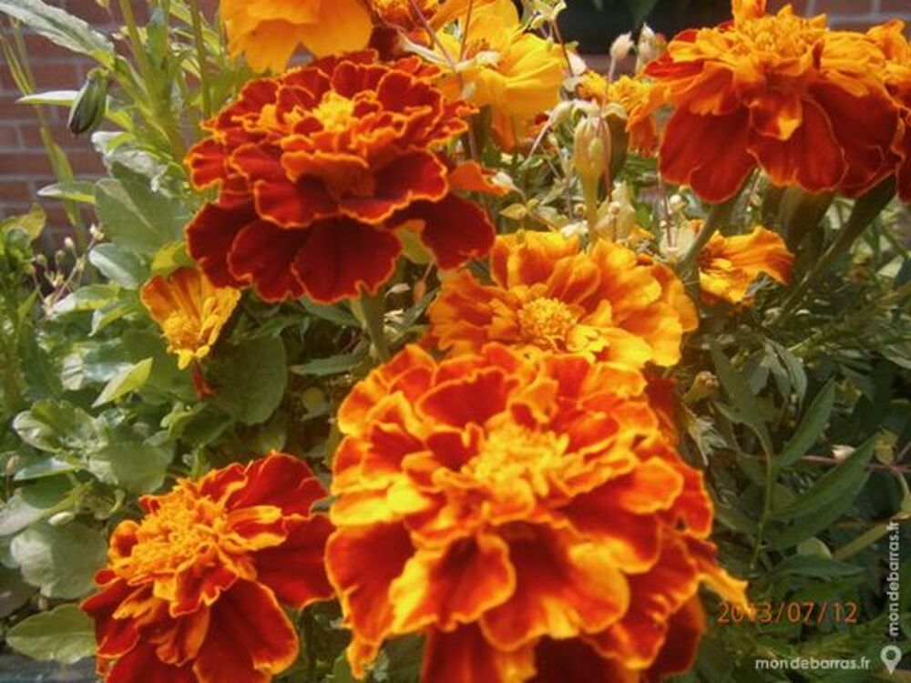 Graines d'oeillet d'inde+ 200 graines Jardin