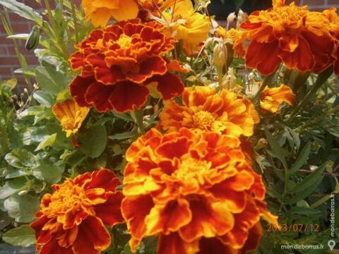 Graines d'oeillet d'inde+ 200 graines 1 Laventie (62)