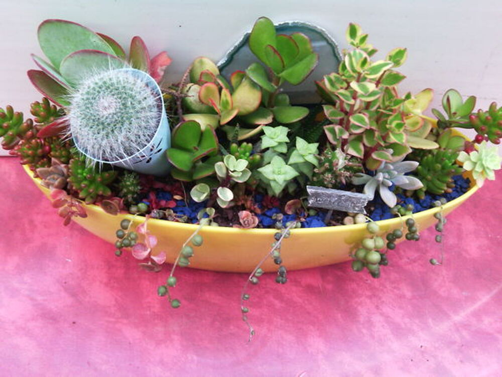 composition avec cactus Décoration