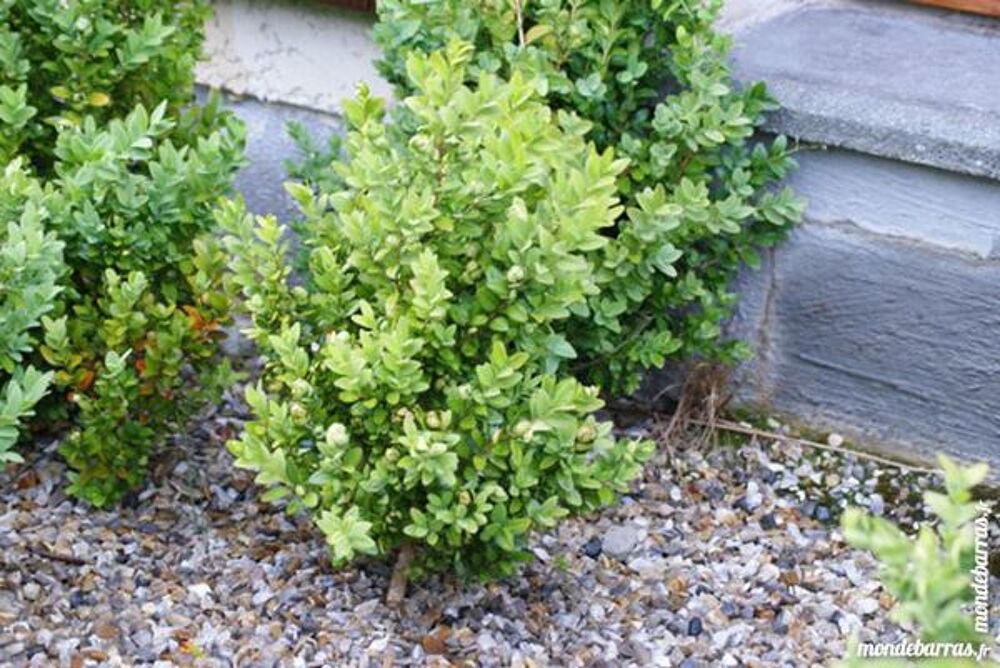 BUIS de qualit&eacute; Jardin