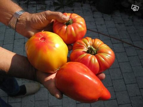 graines de tomates bio vieille variétés 1 Saint-Denis-lès-Bourg (01)