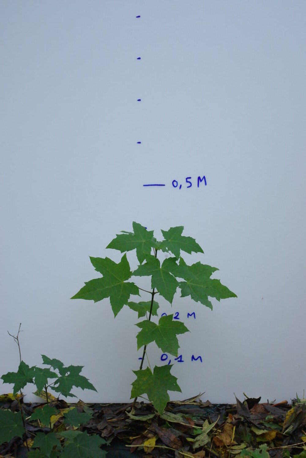 plan d'arbres Jardin