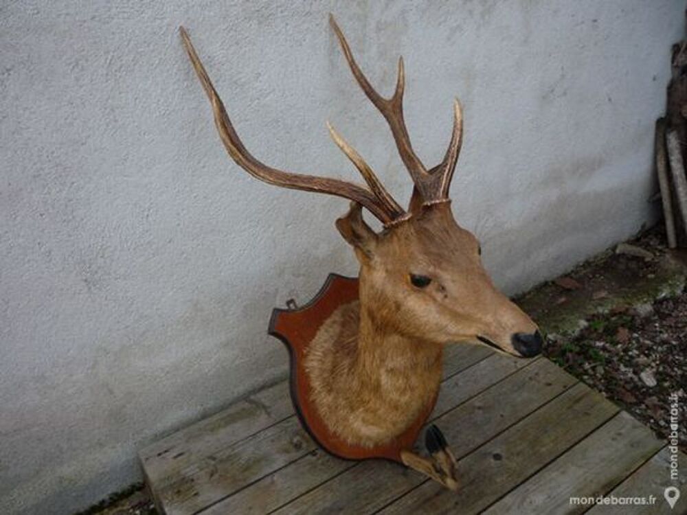 Massacre de cerf,d&eacute;coration,chasse,taxidermie Décoration