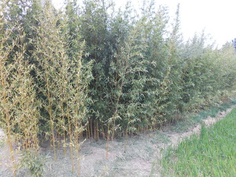 bambou dor en motte 12 Saint-Hilaire-de-Brethmas (30)