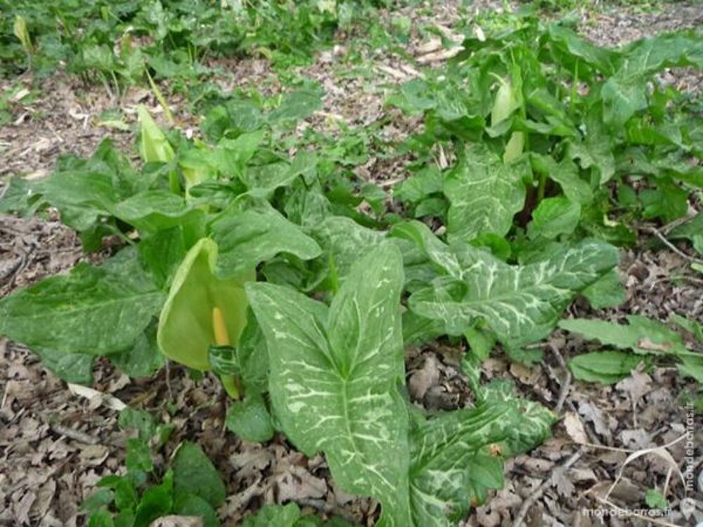 Arum sauvage/gouet/raisins &agrave; serpent Jardin