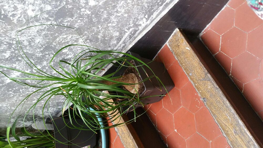 beaucarnea Jardin