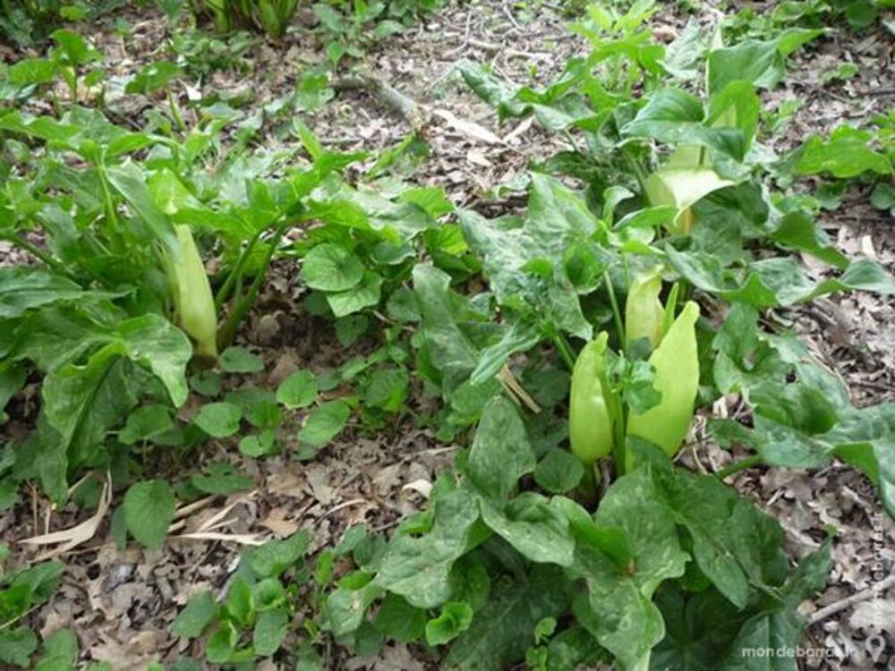 Arum sauvage/gouet/raisins &agrave; serpent Jardin