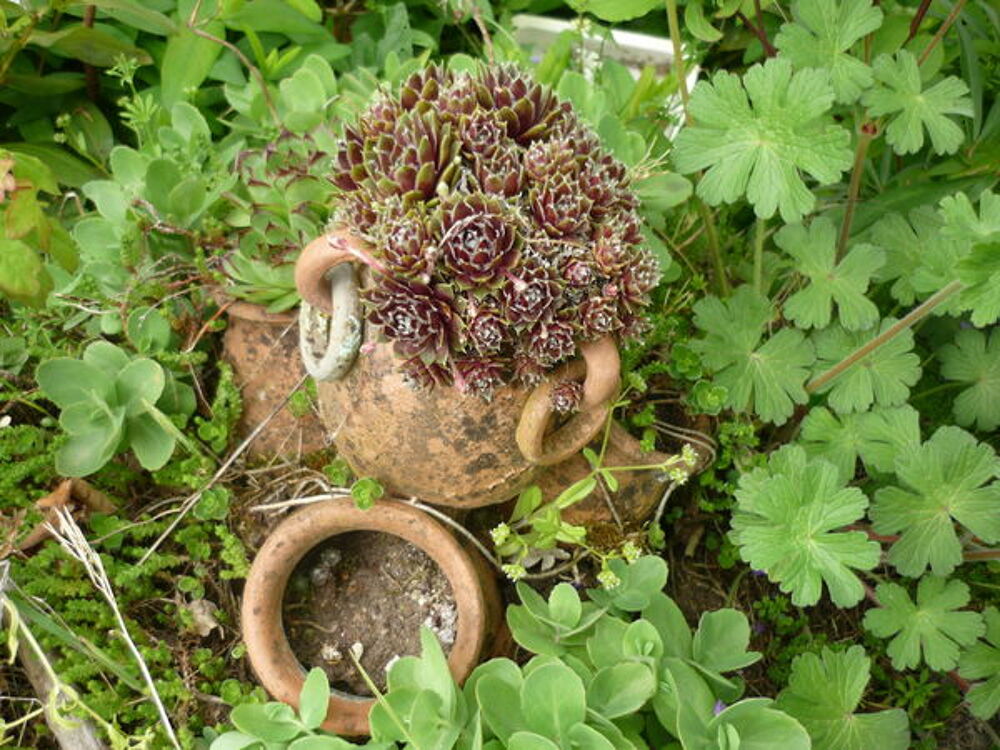 PLANT DE SUCCULENTES Jardin