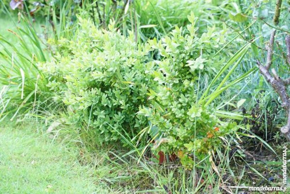 BUIS de qualit&eacute; Jardin