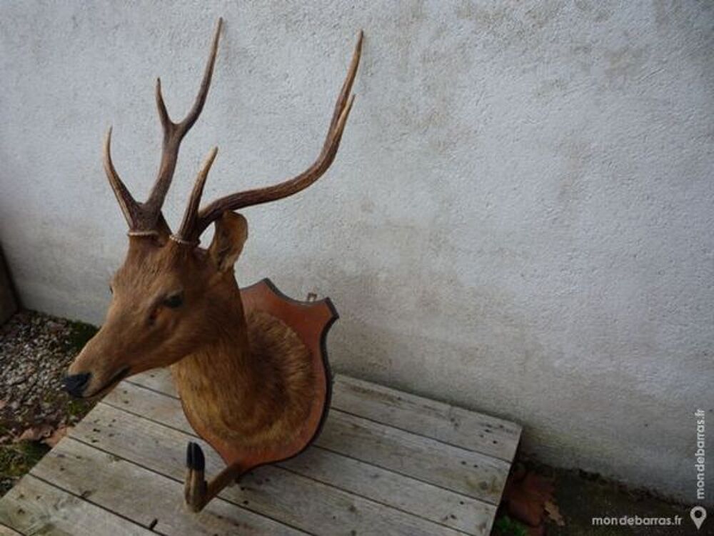 Massacre de cerf,d&eacute;coration,chasse,taxidermie Décoration