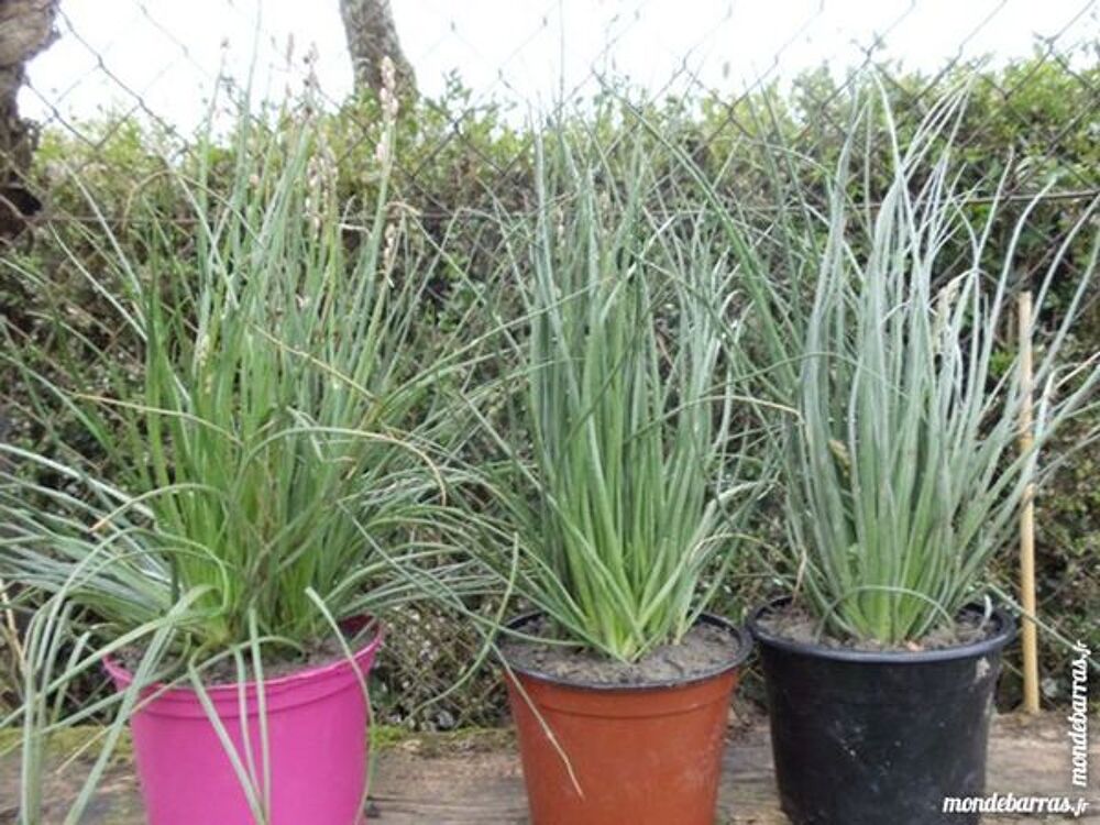 DIVERS PLANTES - CACTUS Jardin