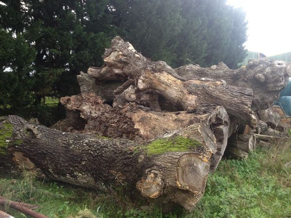 Tronc d'arbre Jardin