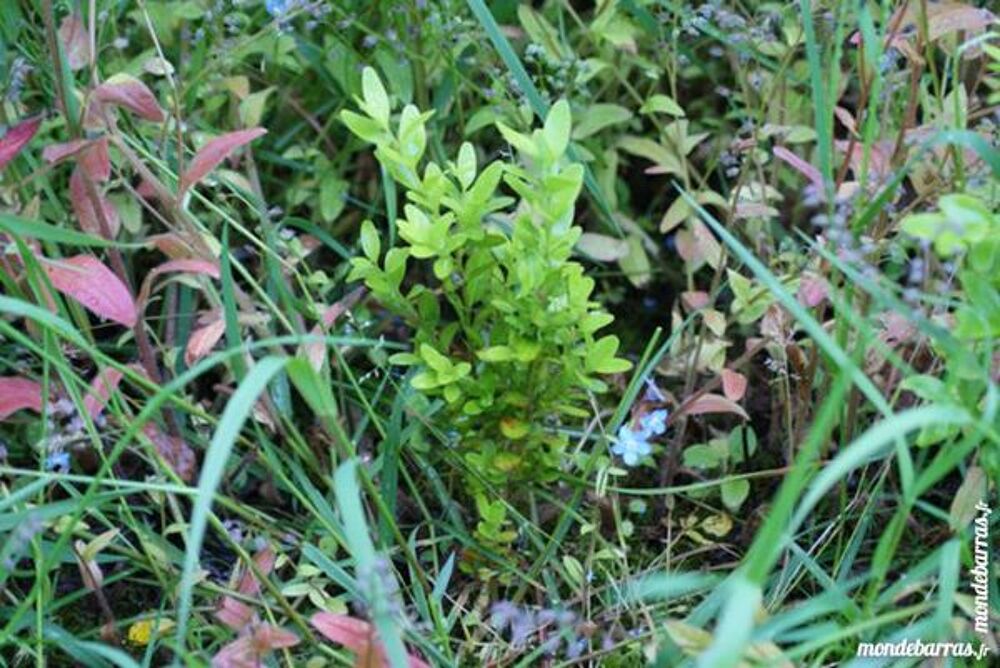 BUIS de qualit&eacute; Jardin