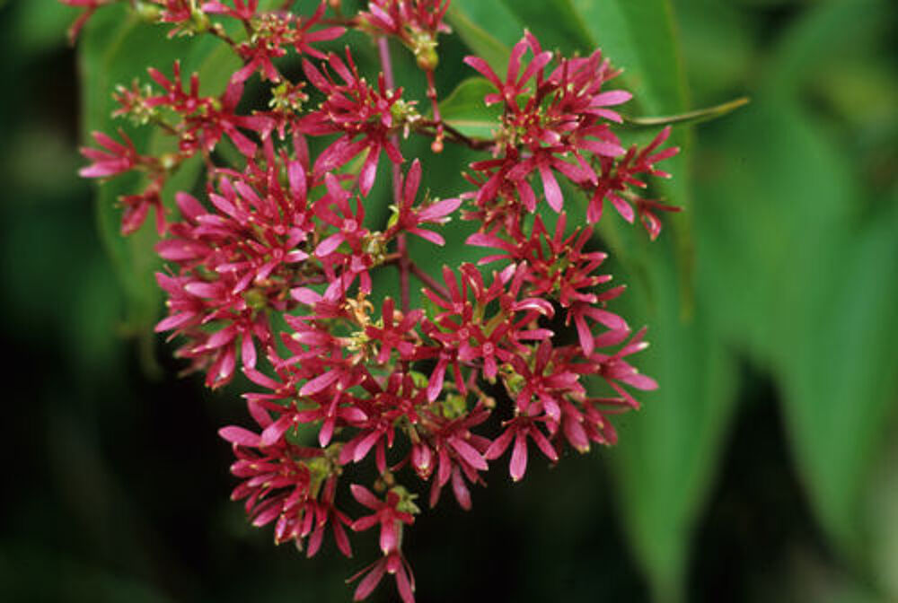 heptacodium Jardin