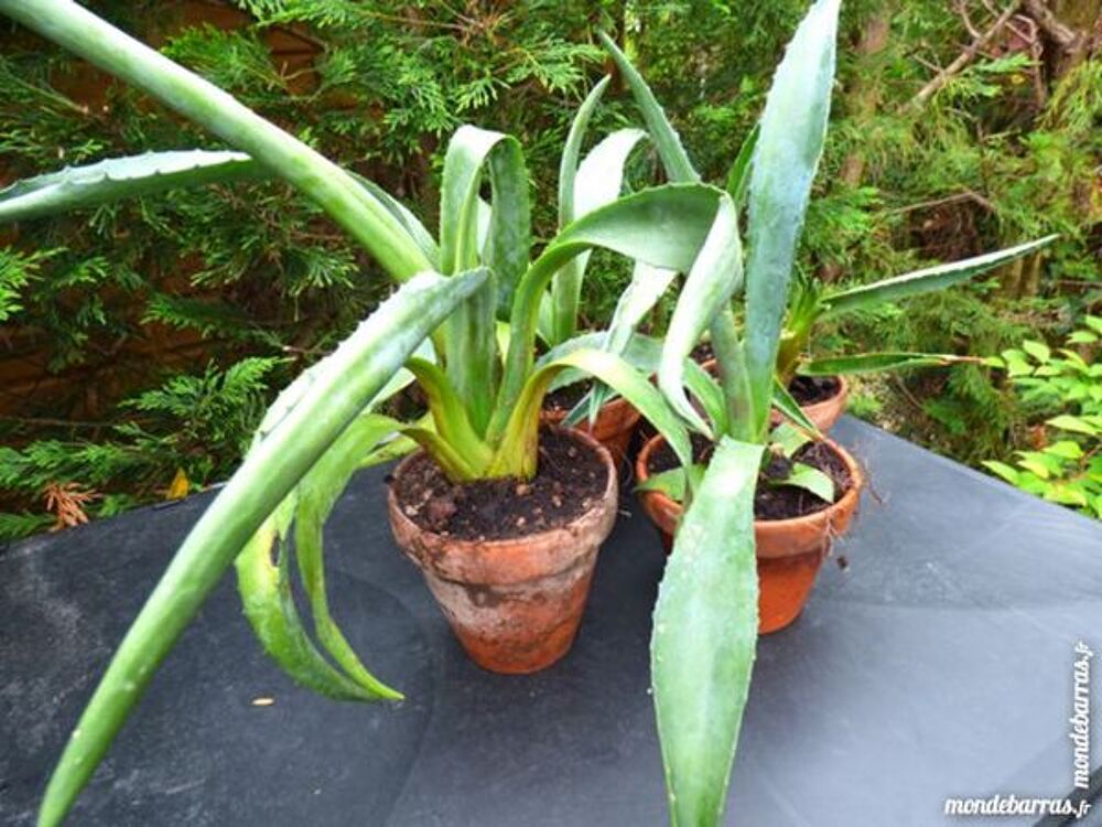 AGAVE AMERICANA Jardin