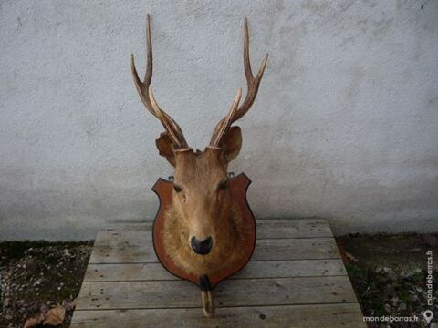 Massacre de cerf,décoration,chasse,taxidermie 95 Castres (81)