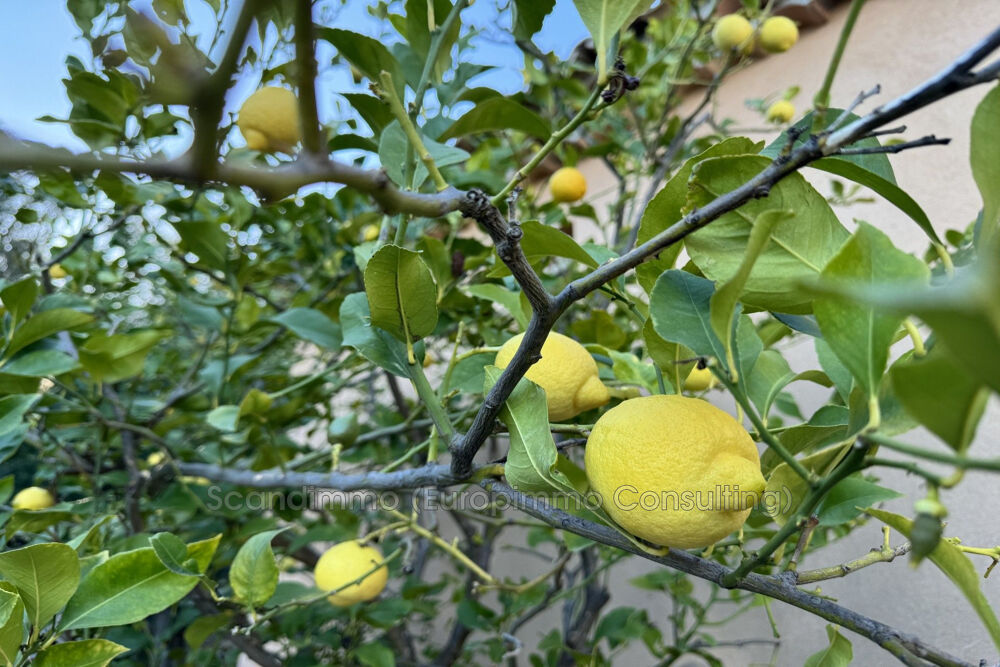 � vendre  Maison Grimaud (83310)