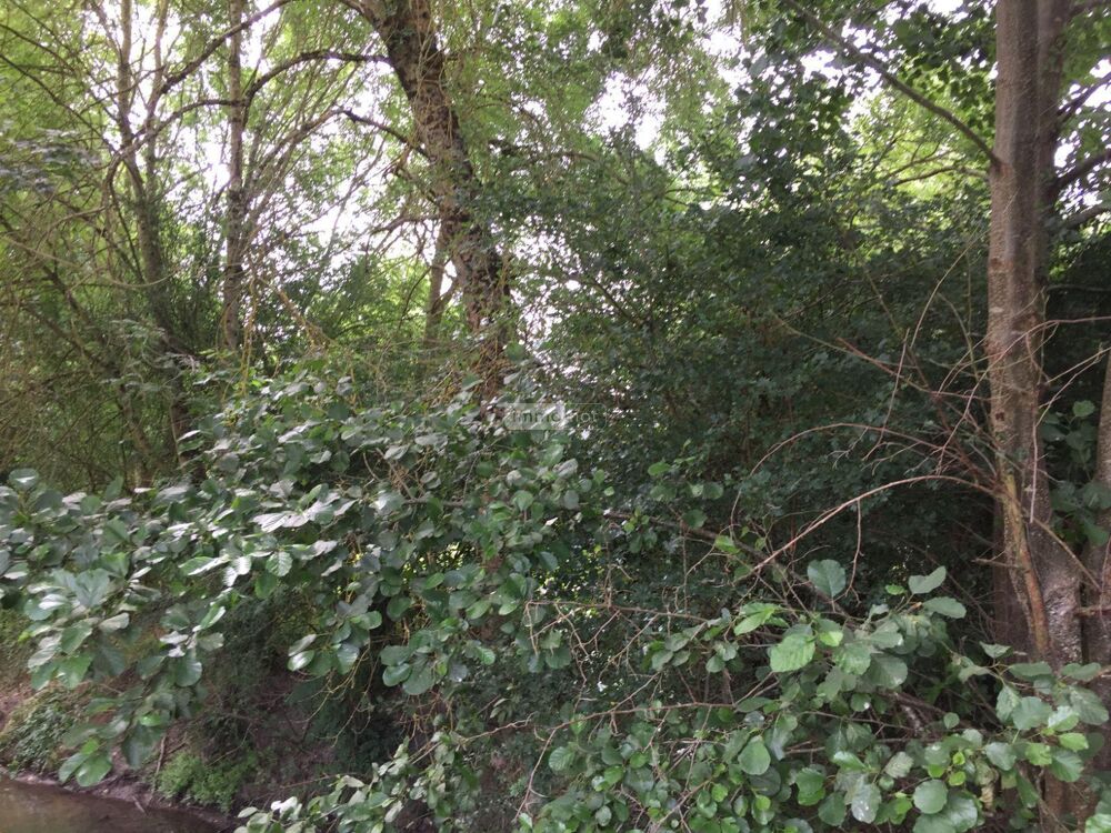 vente Terrain - 18480 m² Villeloin-Coulangé (37460)