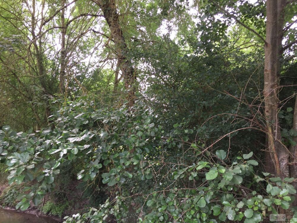 vente Terrain - 18480 m² Villeloin-Coulangé (37460)