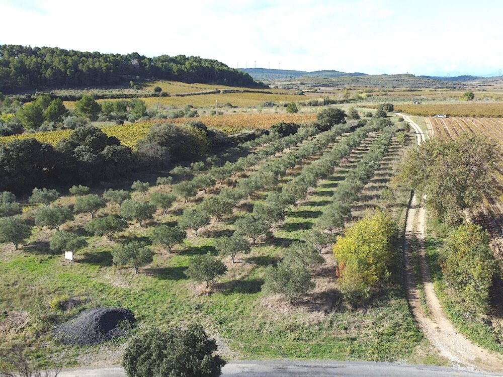 Vente Terrain Terrain Bize-minervois